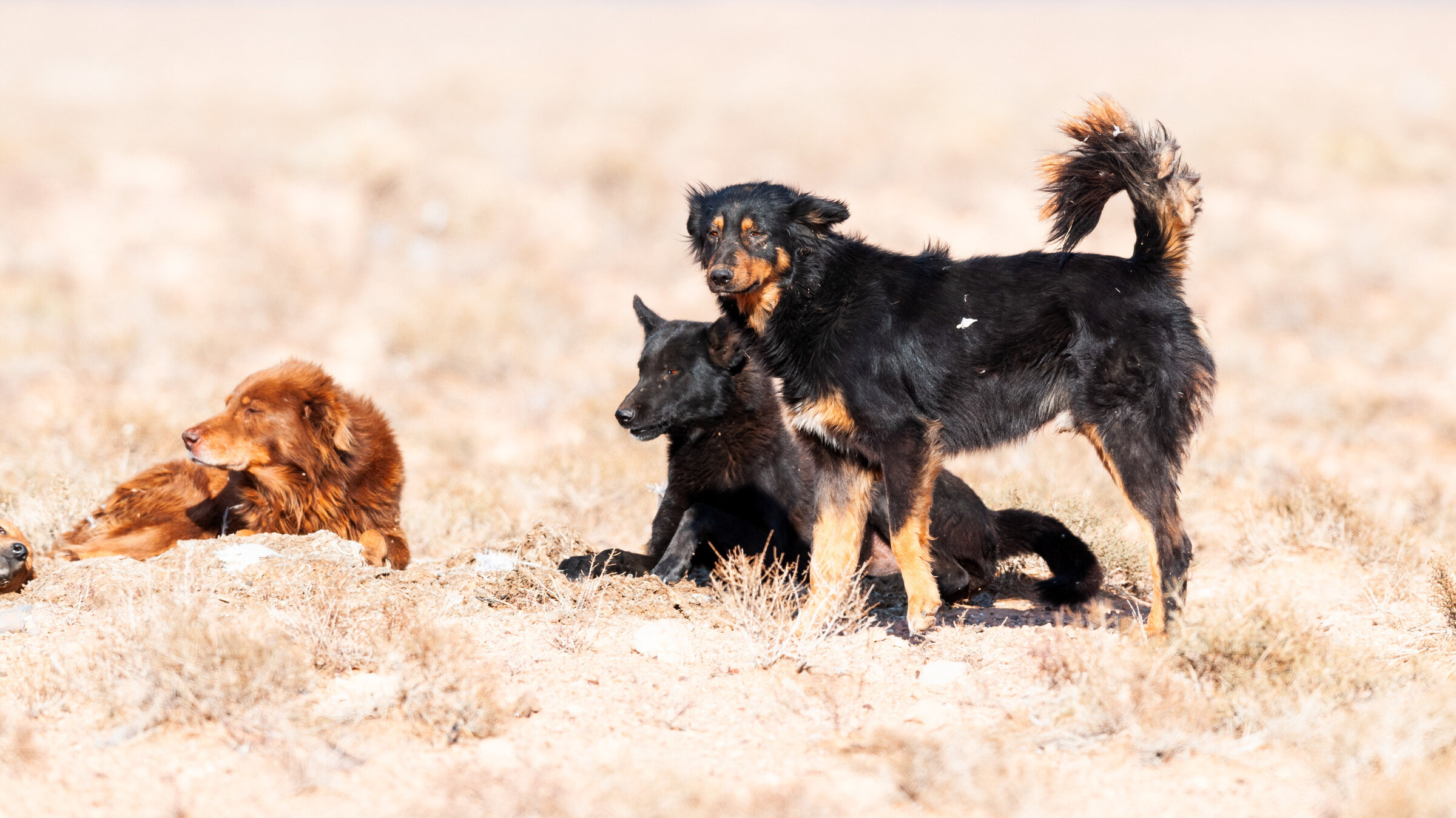 "Vom Wildtier zum Haustier - Wie Tiere zur Familie wurden": Straßenhunde - Wie und wann aus dem Wolf der Hund wurde, beschäftigt Forscher seit geraumer Zeit.