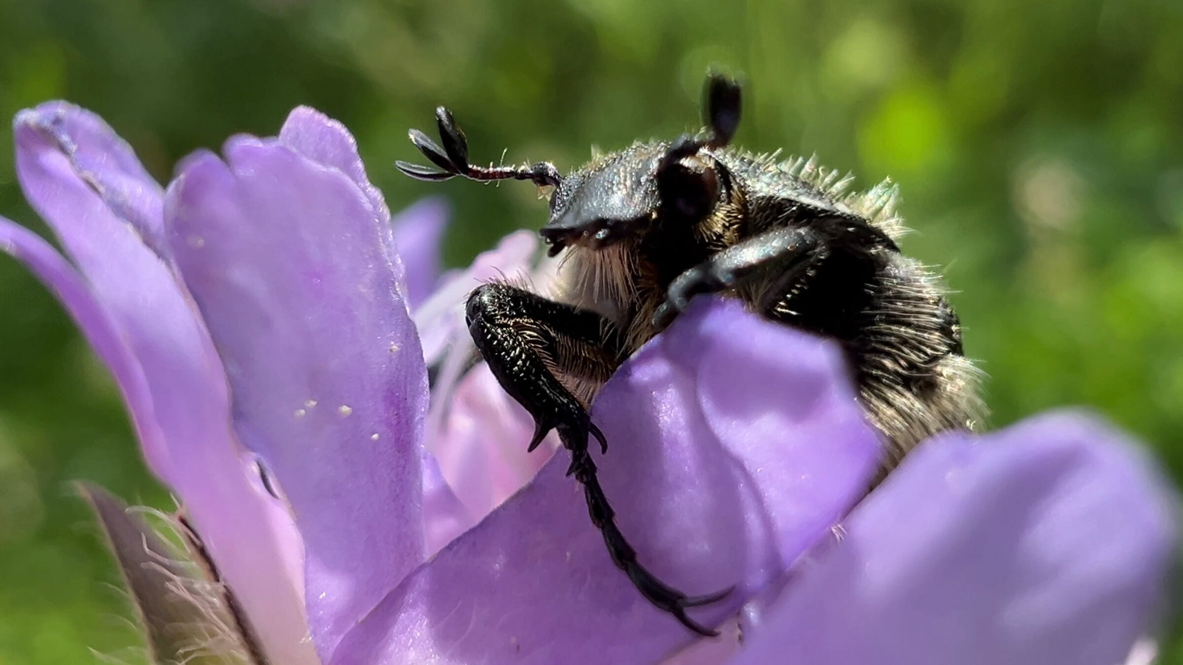 "NANO: Artenvielfalt â Wie viele Arten brauchen wir?": Die Zahl der Insekten (hier TrauerrosenkÃ¤fer) auf heimischen Wiesen ist stark zurÃ¼ckgegangen.