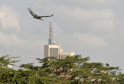 Wildes Nairobi - Wo Leoparden durch Gärten schleichen