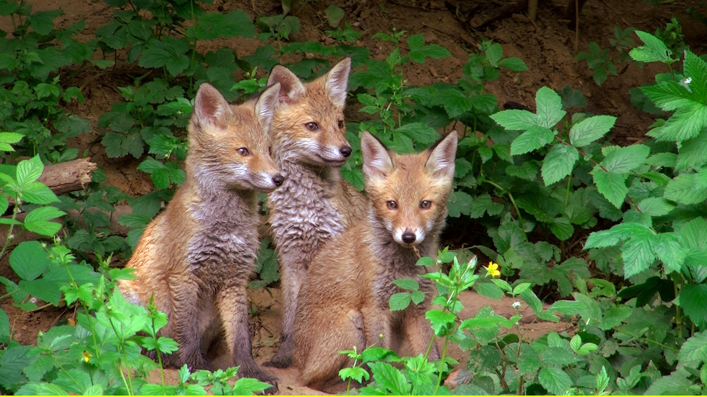 "Sommerwelten": Ob in Wäldern, Wiesen, Feldern oder Gewässern - der Sommer ist die Rushhour des Jahres. Der Nachwuchs verlangt volle Aufmerksamkeit, muss behütet, gefüttert und ins Erwachsenenalter geführt werden. Eichhörnchen, Füchse, Rehe, Störche, Meisen und Enten zeigen ihren Jungen, wie man auf eigenen Beinen steht und in freier Natur überlebt. - Junge Füchse erkunden ihre Umgebung.