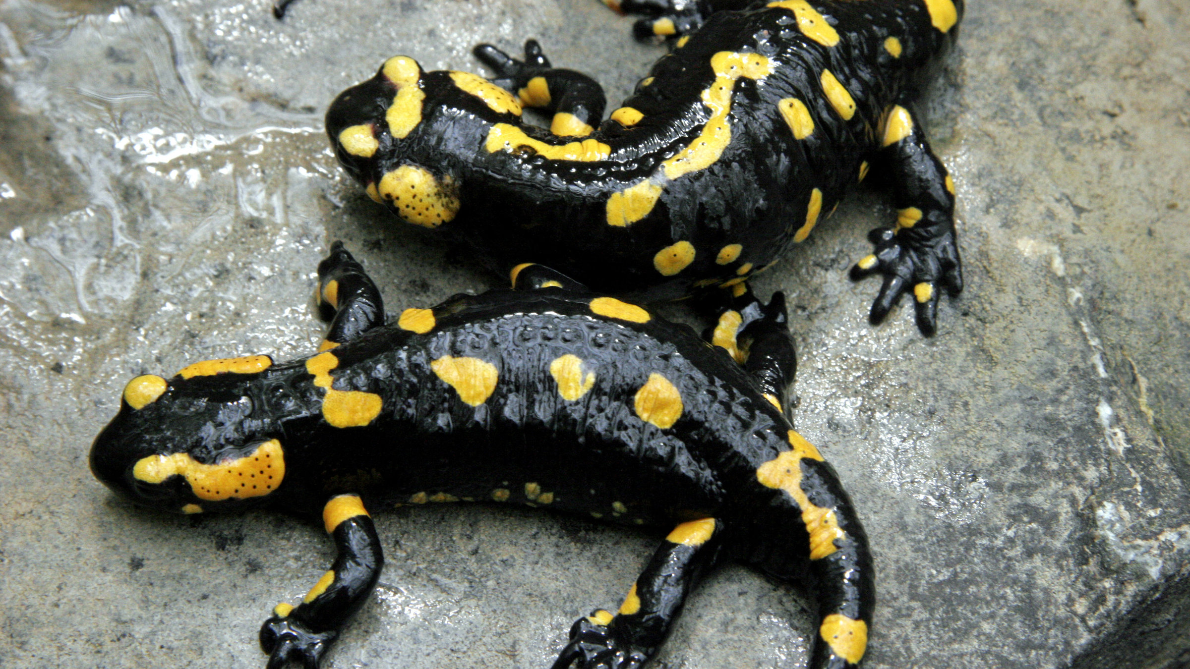 "Der Wilde Wald der Kaiserin": Feuersalamander auf einem Stein.