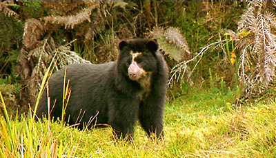 Geheimnisvoller Nebelwald