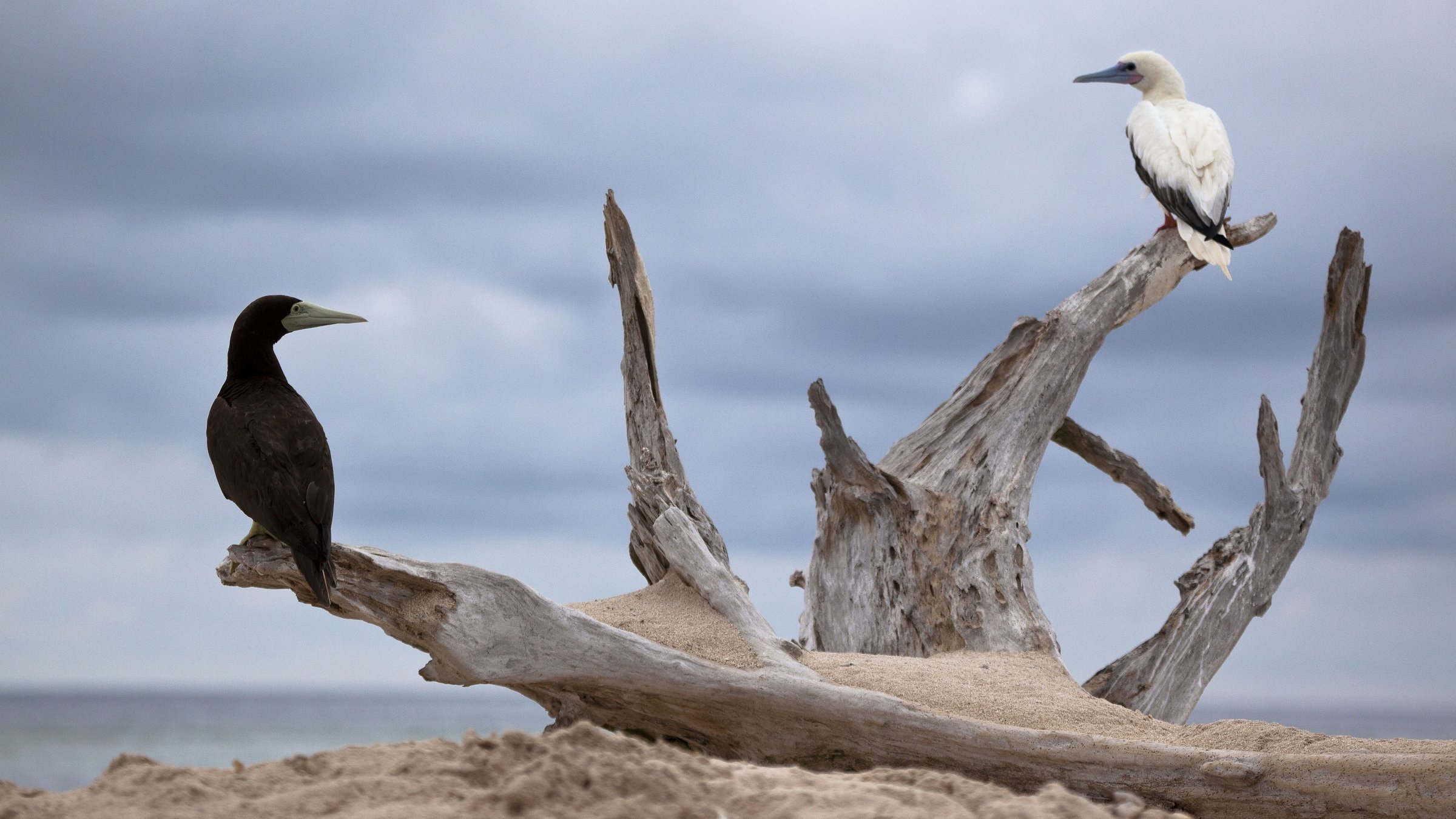 "Das Große Barriere-Riff: Grenzenloses Naturwunder" - Brauntölpel und Rotfußtölpel auf Raine Island, Großes Barriere Riff
