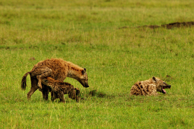 Hyänen - Die Königinnen der Masai Mara