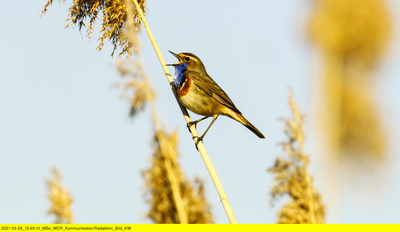 Wasserwildnis in Westfalen - Münsters Rieselfelder
