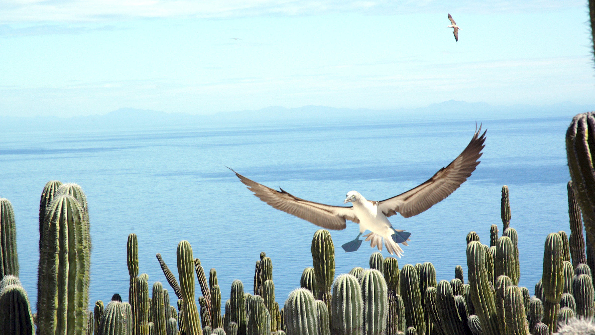 "Baja California - Das andere Kalifornien" - Blaufußtölpel bei der Landung.