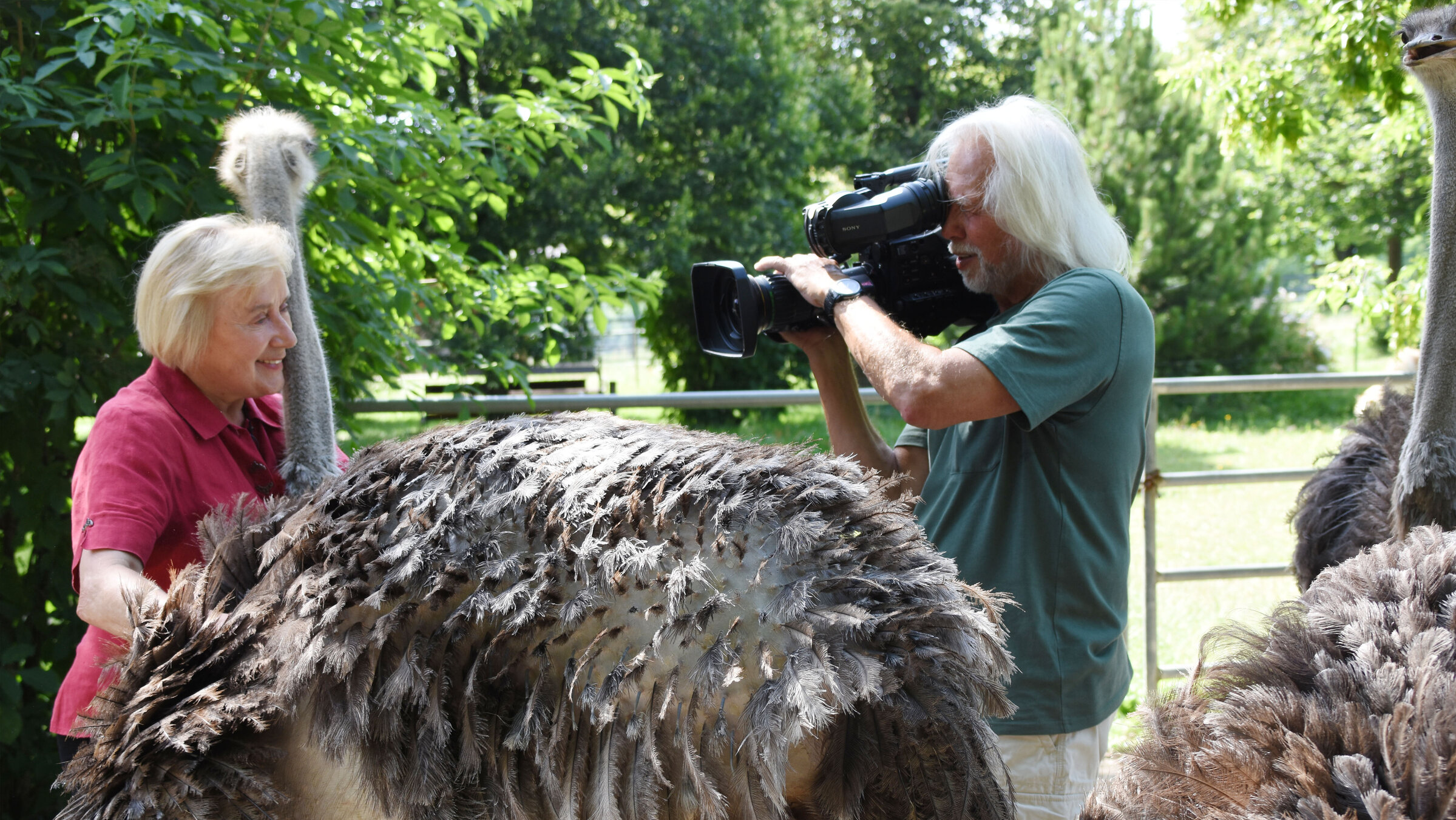 "Das Rodltal - vom Sternstein bis zur Donau": Tiergarten Walding , Chefin Geli Mair mit Erich Pröll bei den Straußen.