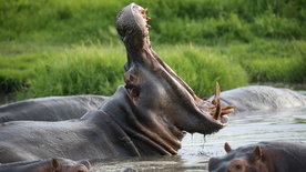 Kielings wildes Afrika