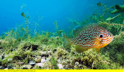 Mecklenburg und die neuen Wilden