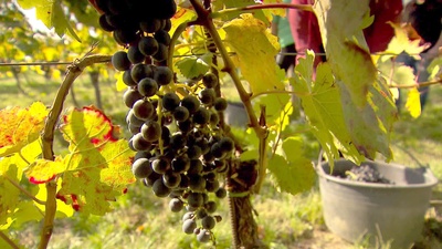 Tief verwurzelt, der Blaufränkisch im Burgenland