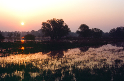 Fluss ohne Grenzen - Auenwildnis an der March