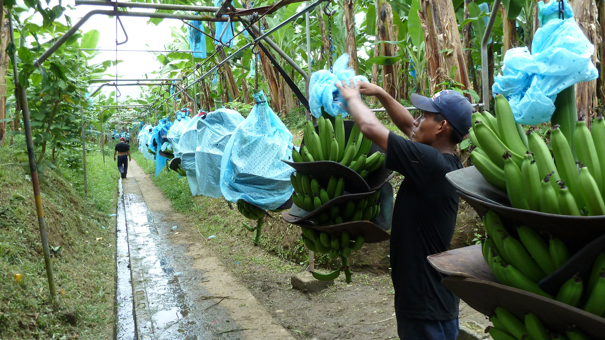"Traumziel Costa Rica": Bananenernte im karibischen Costa Rica.