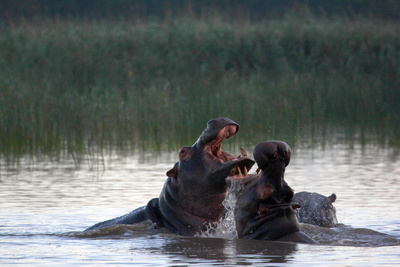 Juwel der Elefantenküste - Afrikas Wunderland Isimangaliso