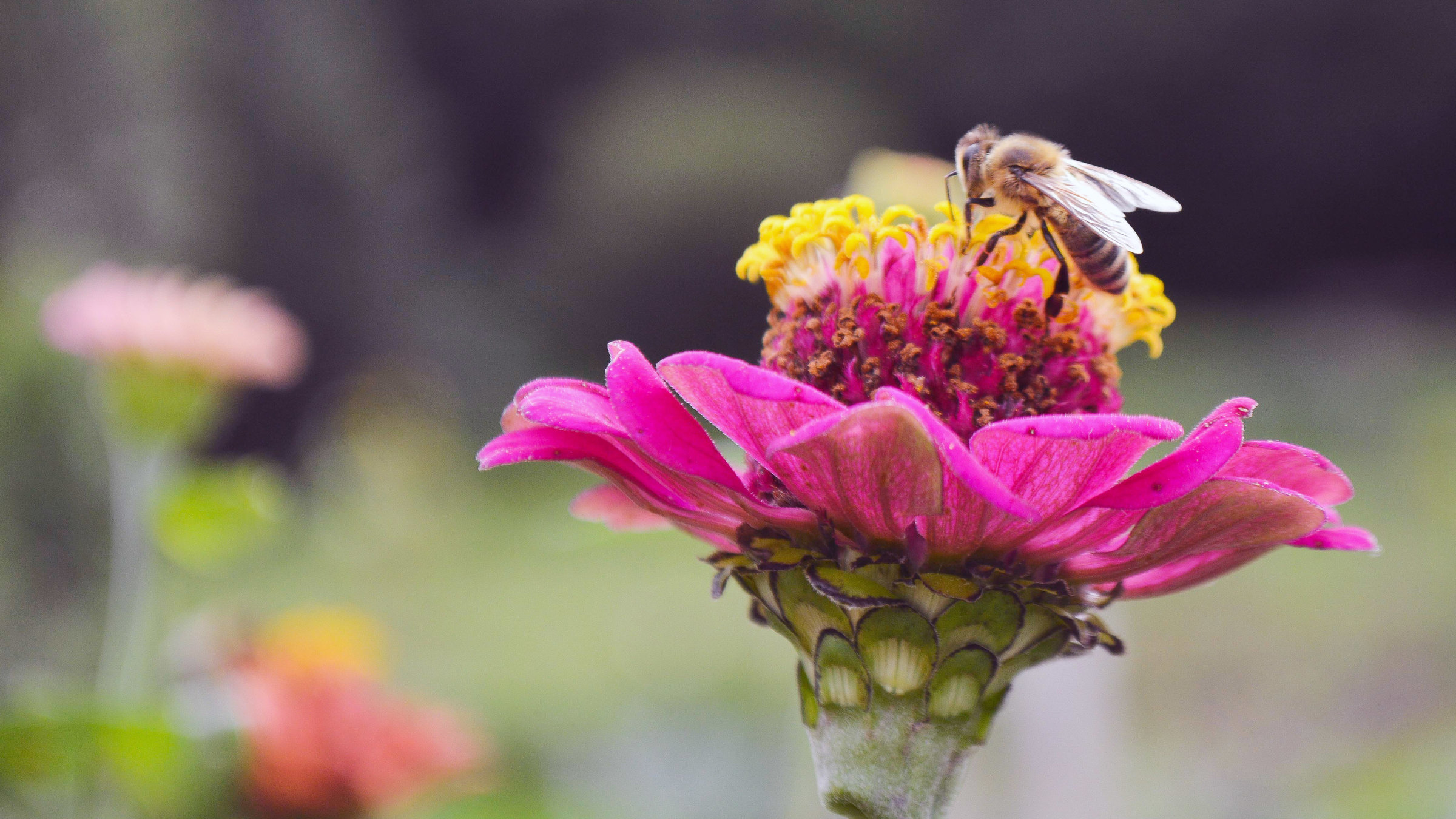 "Grünes Glück - Gartenkultur in Vorarlberg" - Biene auf einer Blume.