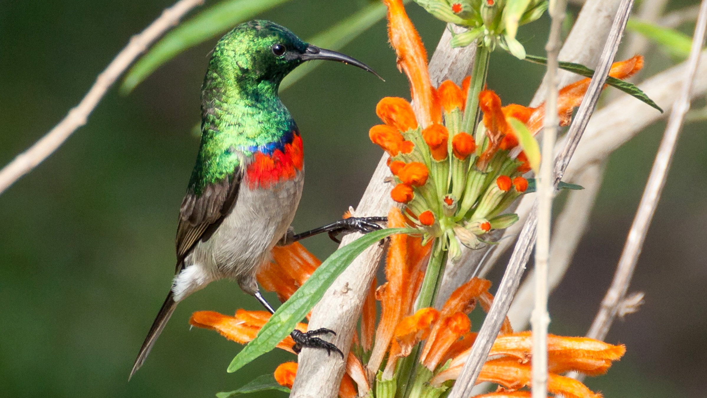 "Wildes Südafrika (1/3) - Kap der Extreme": Der Miombonektarvogel zählt zu den wichtigsten Bestäubern vieler Fynbos-Pflanzen.