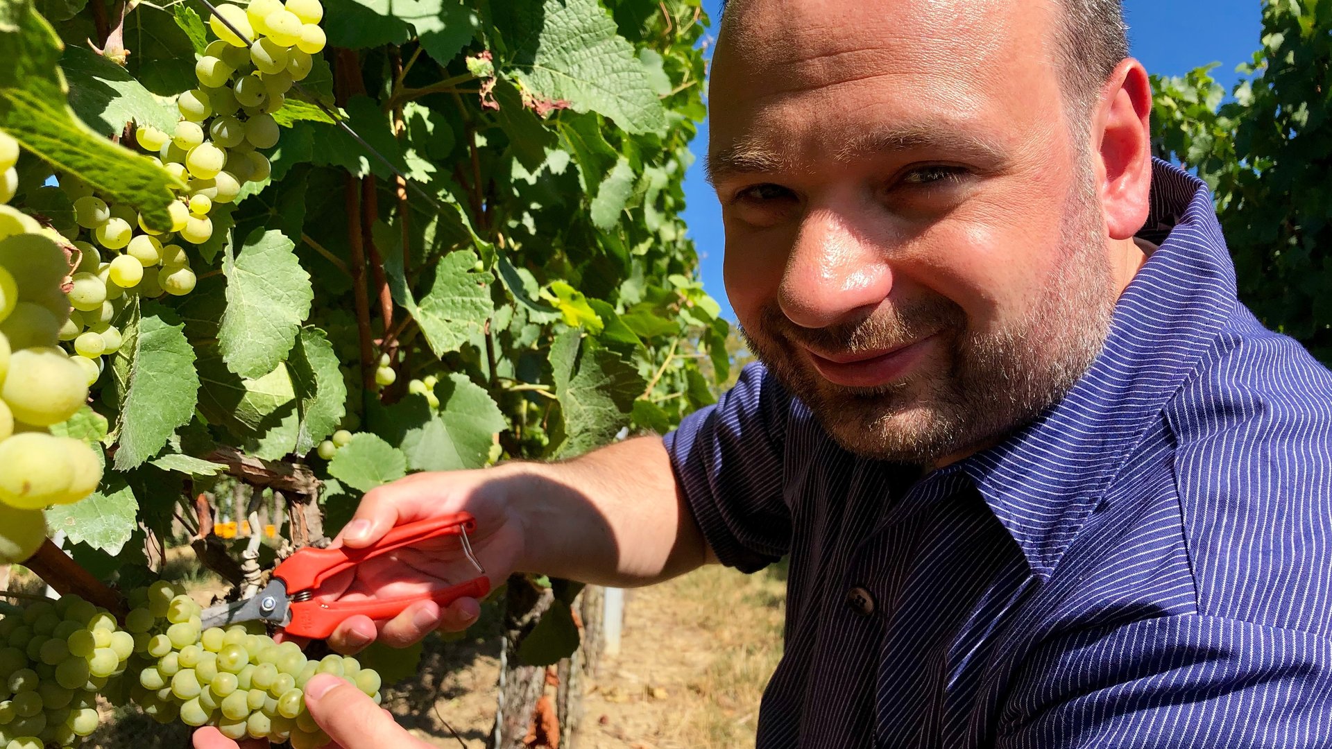 "Ein guter Grund zu feiern - Fronleichnam mit Pater Nikodemus Schnabel": Pater Nikodemus Schnabel steht im Weinberg. Er schneidet die reifen Weinreben ab.