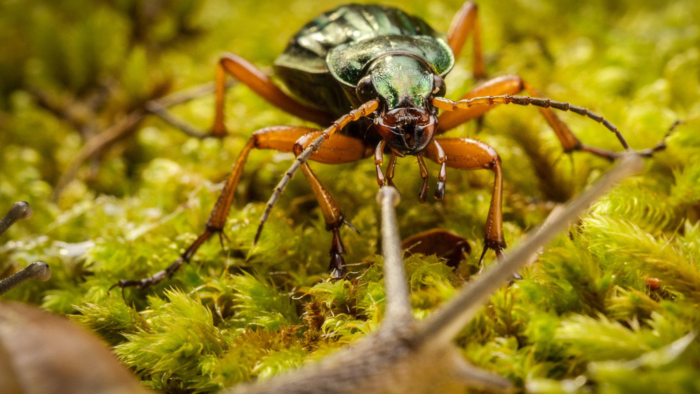 "Winzige Wunder (2/3) - Gottes Lieblinge": Der Goldlaufkäfer (Carabus auratus).