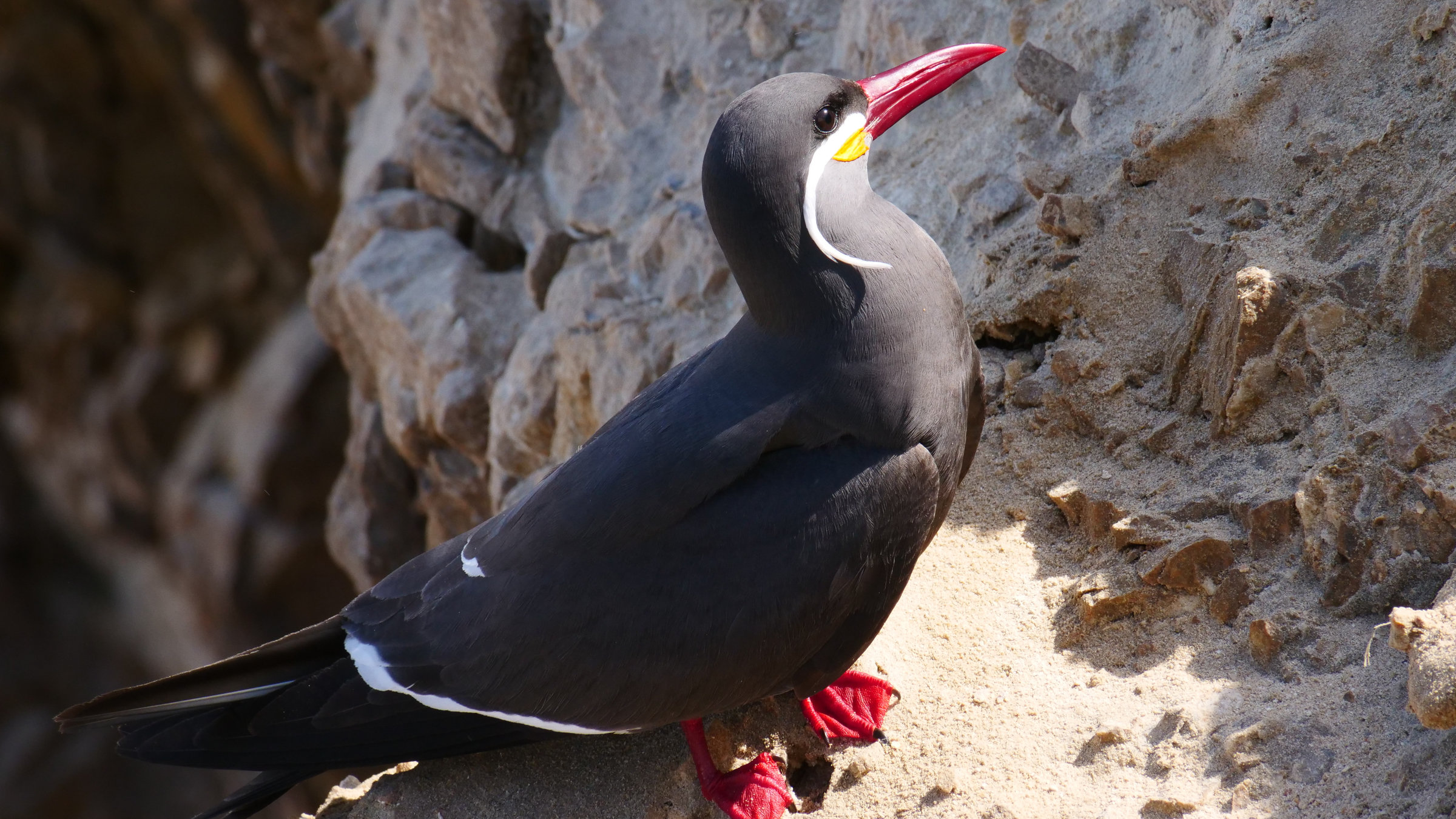 "Wildes Peru (1/2) - Vom Pazifik in die Anden": Schwarzer Vogel mit rotem Schnabel und einem weißen "Schnurrbart".