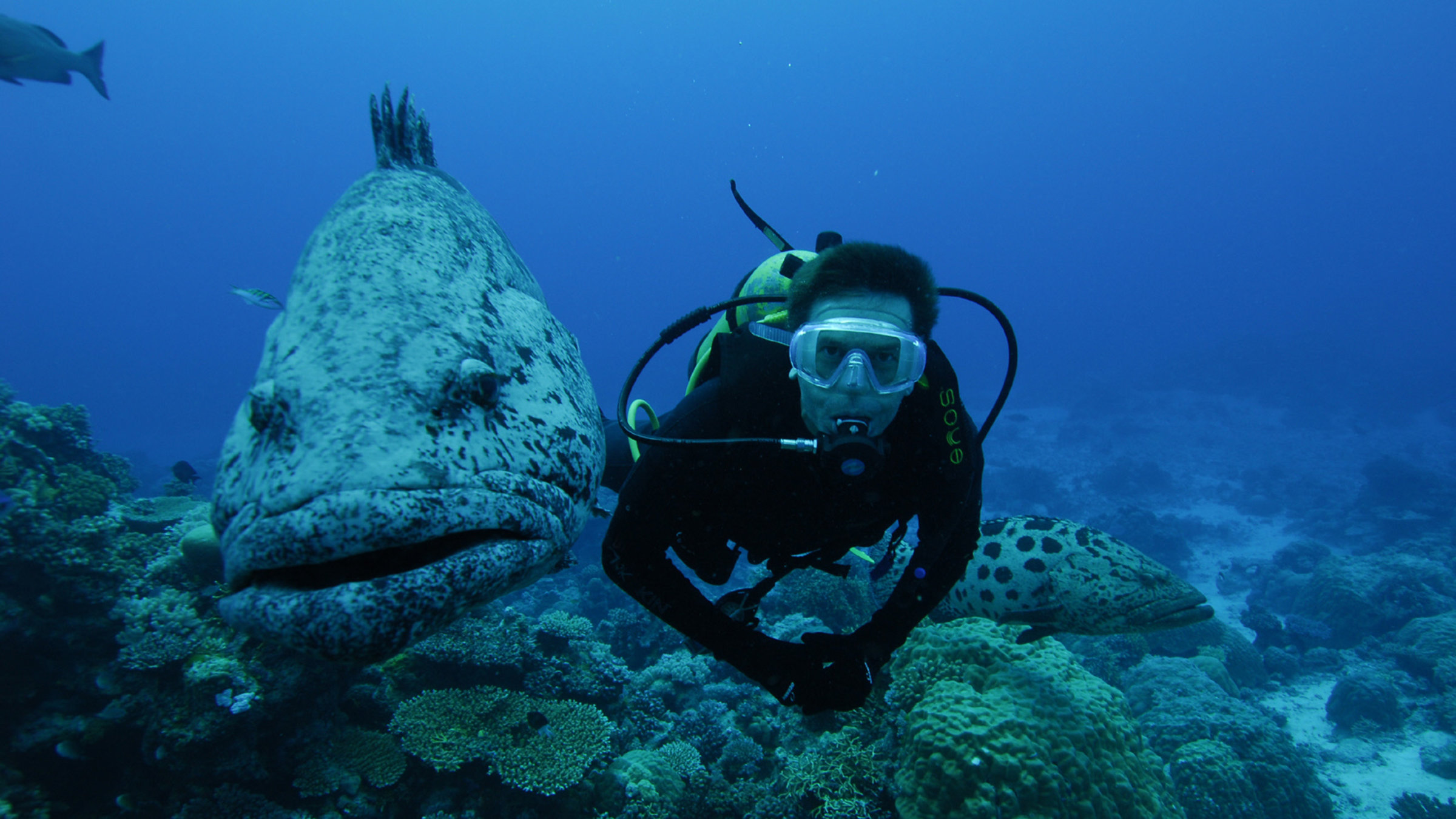 "Steffens entdeckt: Australien: Der giftige Kontinent" - Geradezu einträchtig schwimmen Dirk Steffens und ein großer Kartoffel-Zackenbarsch nebeneinander her.
