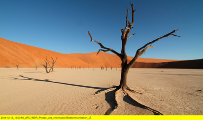 Das Geheimnis der Wüstenelefanten