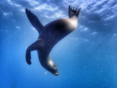 Galapagos (1/2)