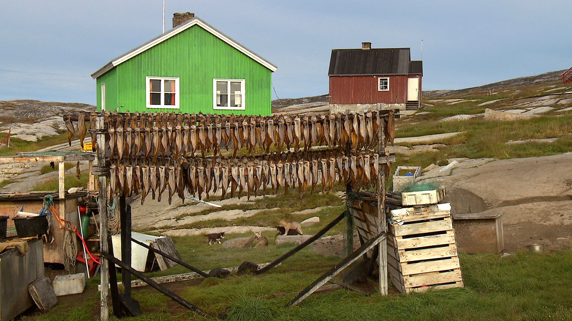 "Menschen am Rande der Welt - Grönland": Heilbutt-Filets sind an einem Holzgerüst zum Trocknen aufgehängt, im Hintergrund ein grünes Haus