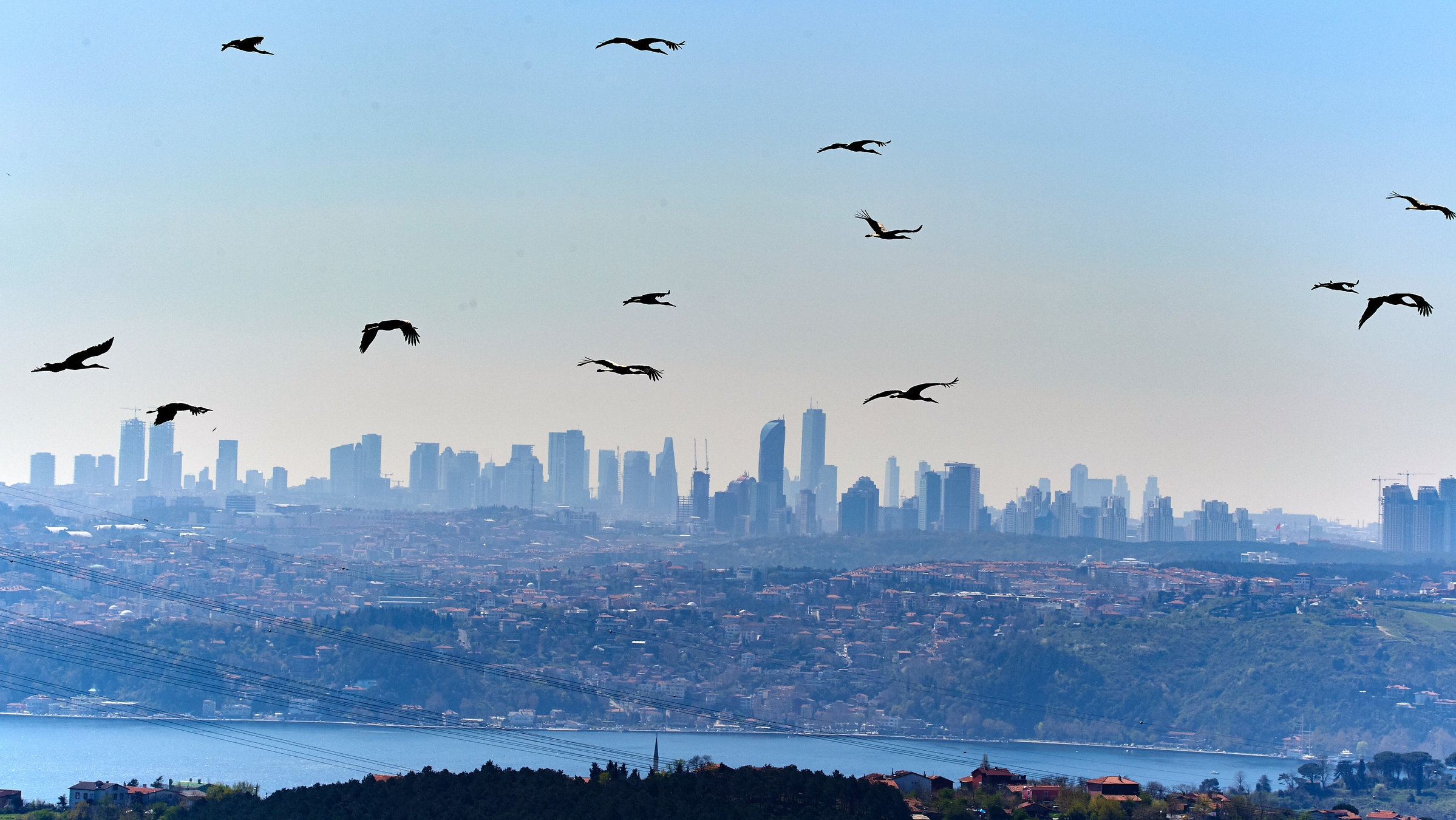 "Wildes Istanbul": Störche fliegen über den europäischen Teil Istanbuls, dem modernen Istanbul.