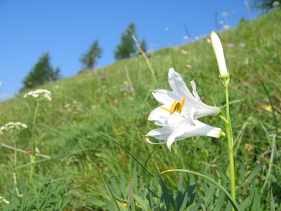 Karnische Alpen - Ein Gebirge voller Kostbarkeiten