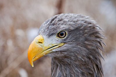 Der Flug des Seeadlers