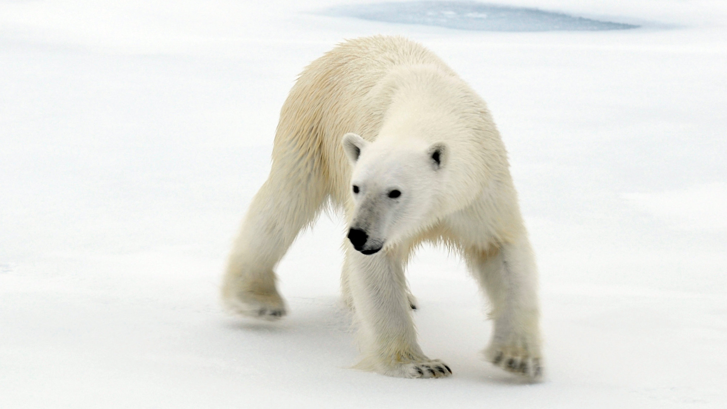 "Nach der langen Nacht - Der Winter auf Spitzbergen" - Ein junger Eisbär