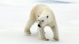 Nach der langen Nacht - Der Winter in Spitzbergen