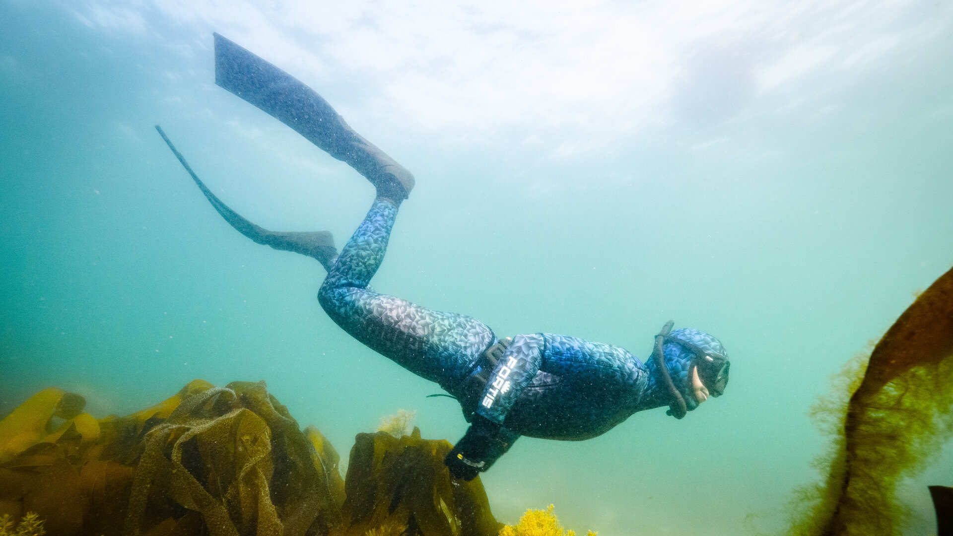 "Superstars der Natur - Wie uns Koralle, Seegras & Co. schützen": Eine freitauchende Person taucht durch dichten Kelpwald unter der Wasseroberfläche.