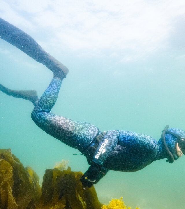 "Superstars der Natur - Wie uns Koralle, Seegras & Co. schützen": Eine freitauchende Person taucht durch dichten Kelpwald unter der Wasseroberfläche.