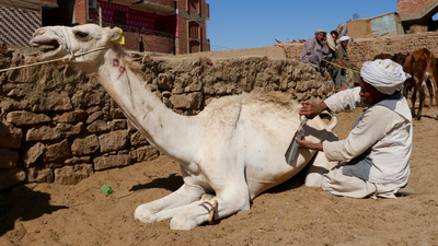 An den Ufern des Nil: Zwischen Assuan und Luxor