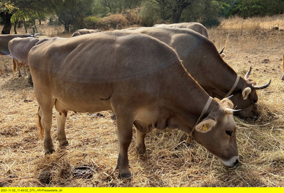 Köstliches Sardinien