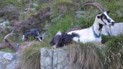 Wildnis am Lago Maggiore