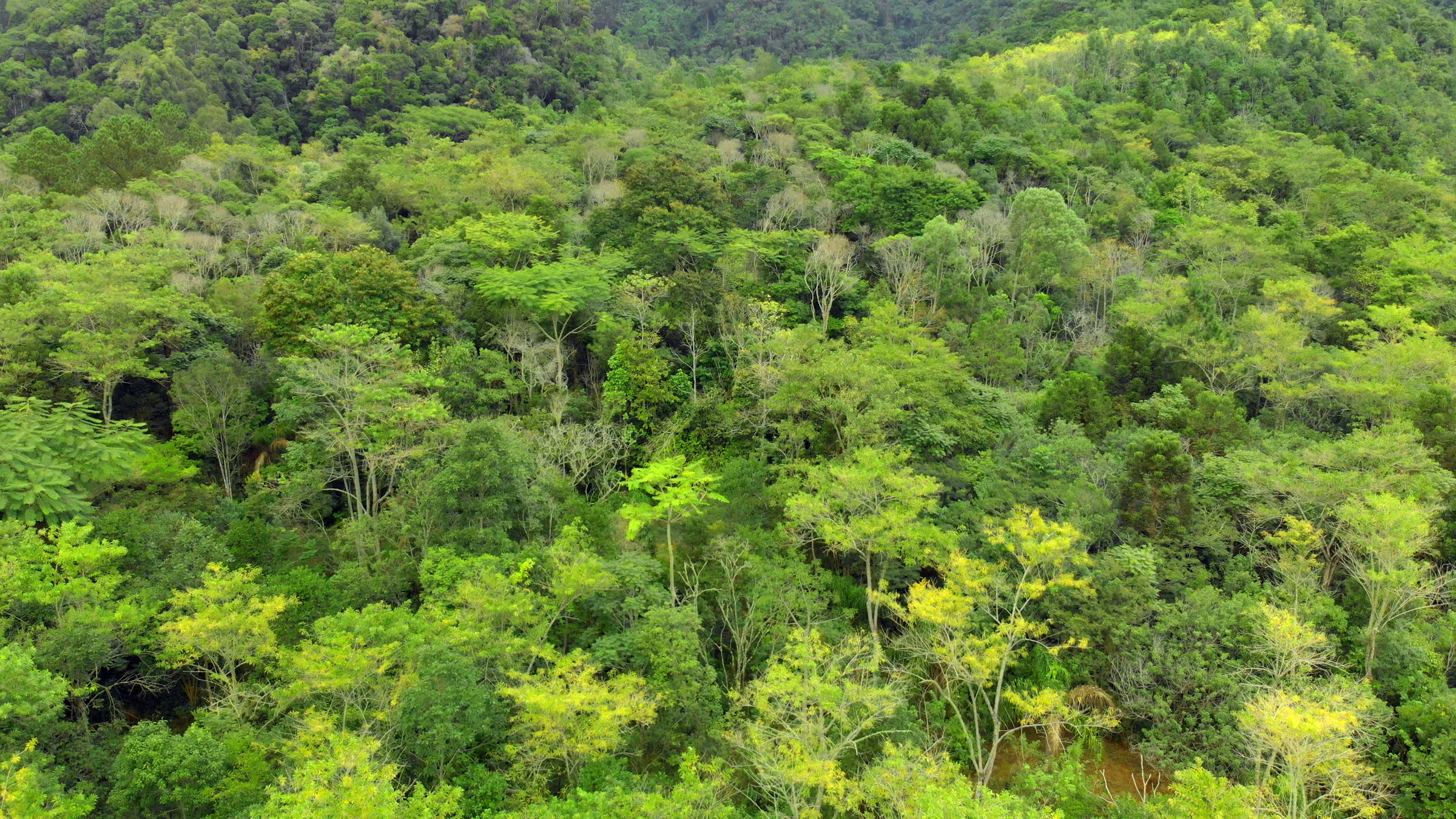 "plan b: Urwald für die Stadt - Aufforsten gegen den Klimawandel": Ein Urwald in Brasilien.
