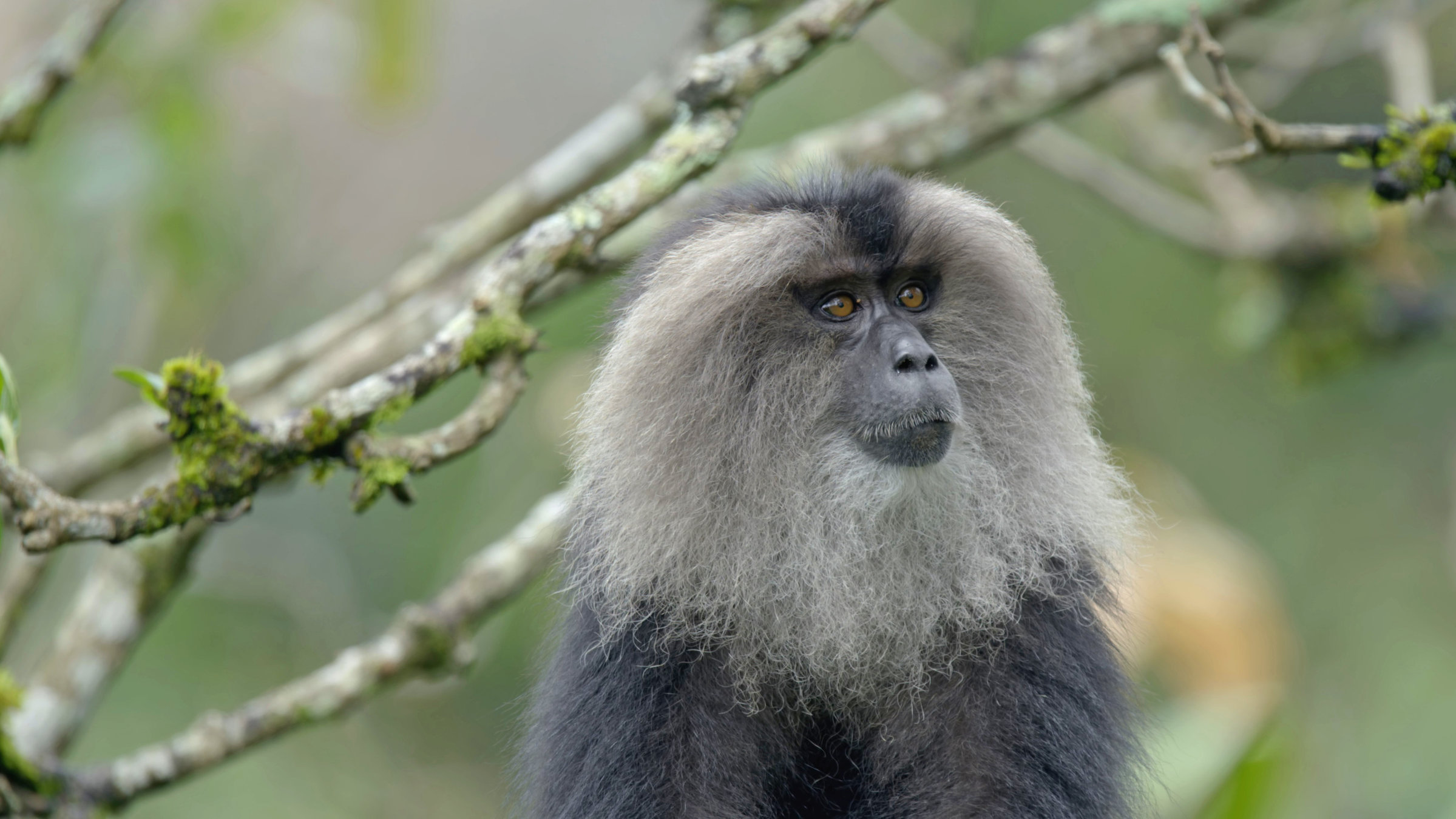 "Naturparadies: Indien - Schatzkammer der Evolution": Bartaffe im Portrait unter kahlen Ästen.