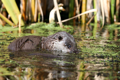 Fluss ohne Grenzen - Auenwildnis an der March