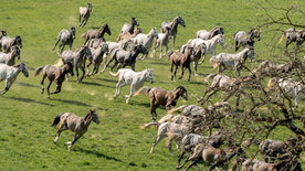 Weiße Pferde, blaue Reben - In der Heimat der Lipizzaner<br/>und des Schilchers
