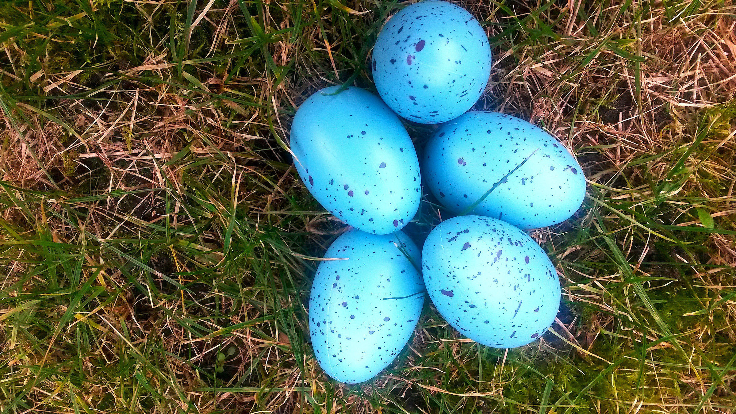 "Früher waren die Ostereier bunter! - Frühling in Berlin": Blaue Ostereier liegen im Gras.