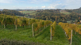 Das slowenische Weinland