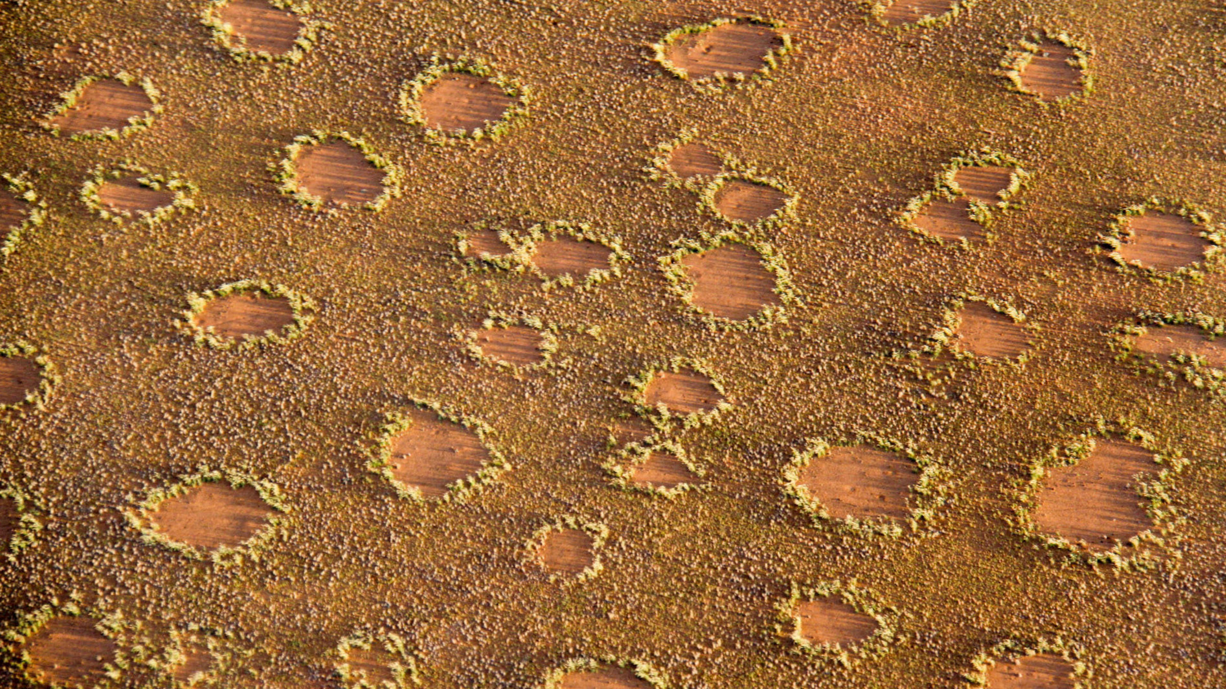 "Namibia - Das Geheimnis der Feenkreise": Feenkreise.