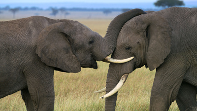 Afrikas Ikonen der Tierwelt (3/3)