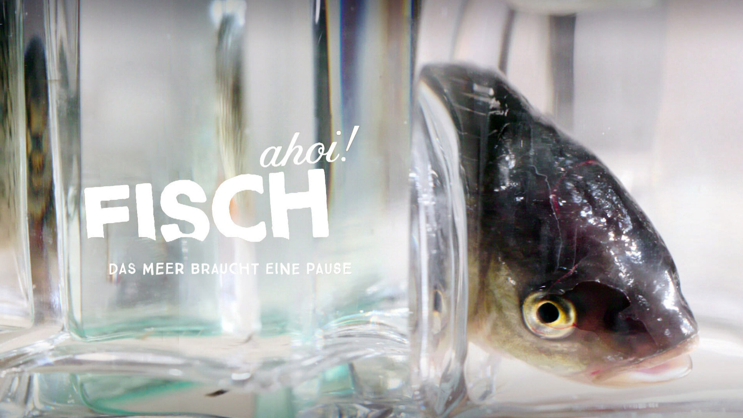 "Fisch ahoi! Das Meer braucht eine Pause (1 bis 6)": Signation, Logo.