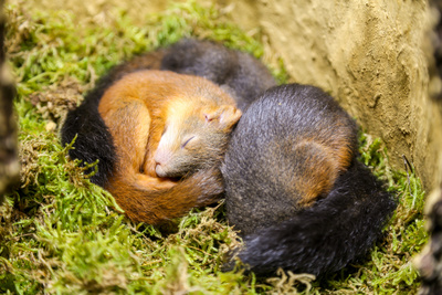 Geheimnisvolle Eichhörnchen