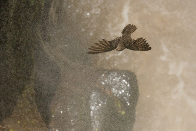 Sieben Kontinente - Ein Planet (3/7)