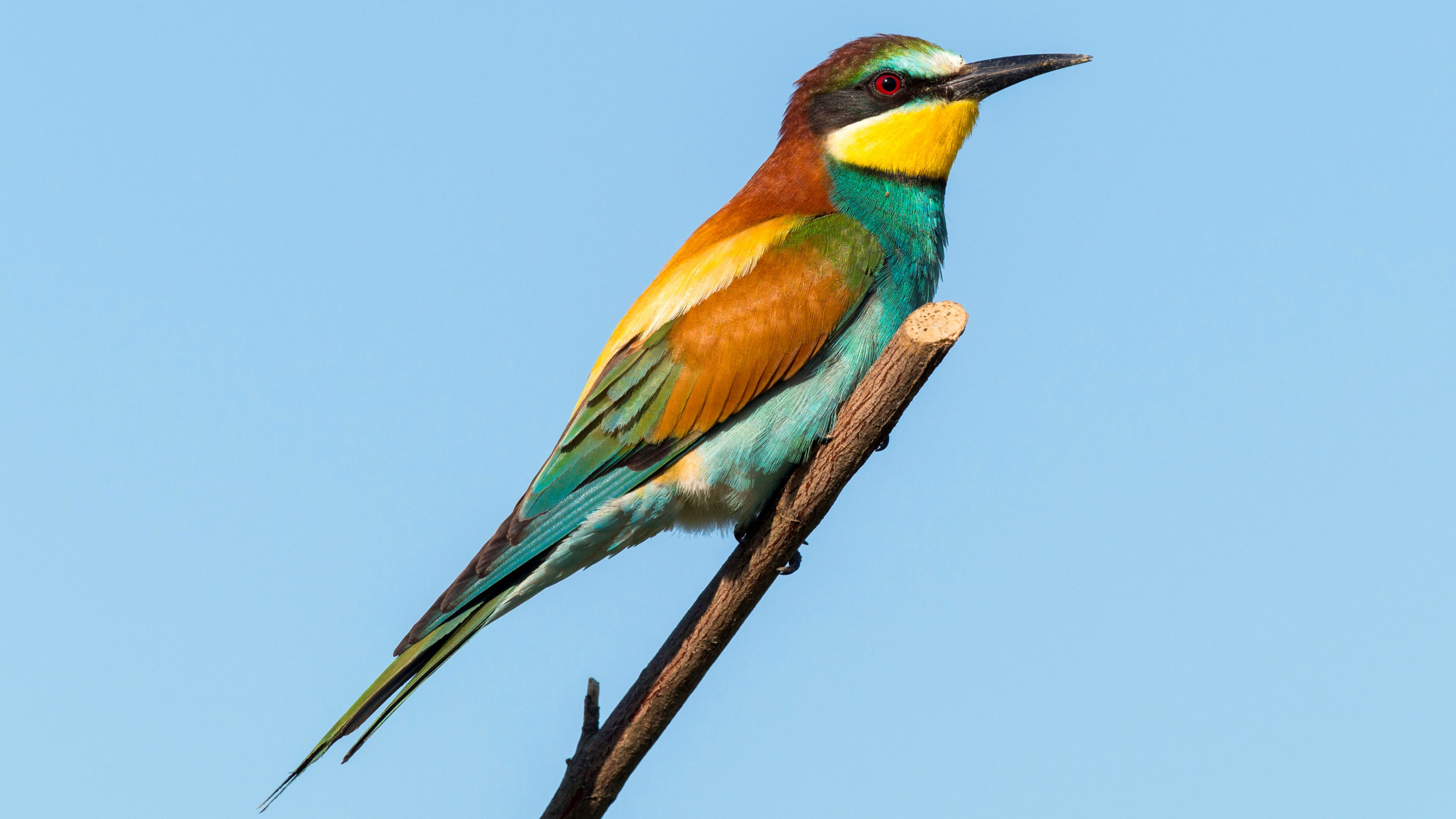 "Vielfältige Vogelwelt Österreich": Bienenfresser.