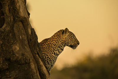 Olimba - Königin der Leoparden