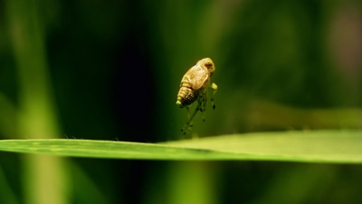 Tierische Überflieger (4/5)